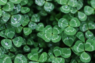 Stories that Bynd Us: St. Patrick's Day