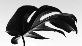 Stories that Bynd Us: Juneteenth